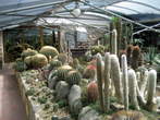 Garden of cacti - Garden of cacti in Seca 