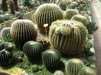 Garden of cacti - Cacti - Eschinocactus grusoni 
