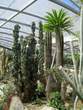 Garden of cacti - Cacti 