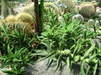 Garden of cacti - Cactus 