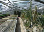 Garden of cacti - Greenhouse with cacti 