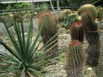 Garden of cacti - Cacti 