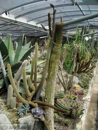 Vrt kaktusov pri Portorožu