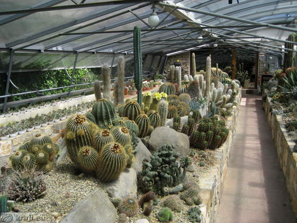 Vrt kaktusov