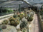 Garden of cacti - Garden of cacti 