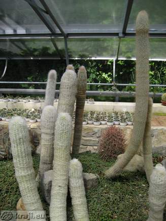 Kaktusi v bližini rta Seča