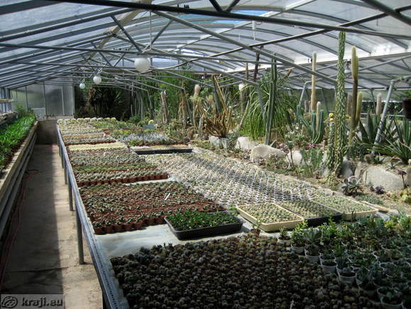 Veliko vrst kaktusov v Seči pri Portorožu