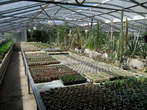 Garden of cacti - A lot of kinds of cacti in Seca near Portoroz 