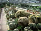 Garden of cacti - Cacti on Slovenian coast 