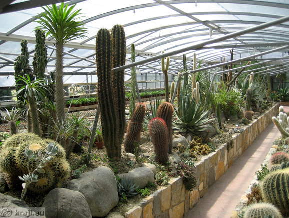 Vrt kaktusov v bližini solin v Sečovljah