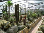 Garden of cacti - Garden of cacti near saltpans in Secovlje 