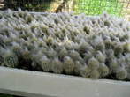 Garden of cacti - Cultivation of cacti <br> Cacti in the Garden of cacti 