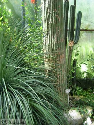 Neobuxbaumia polylopha iz leta 1960