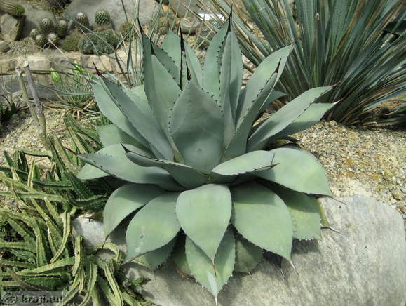 Kaktus v Vrtu kaktusov