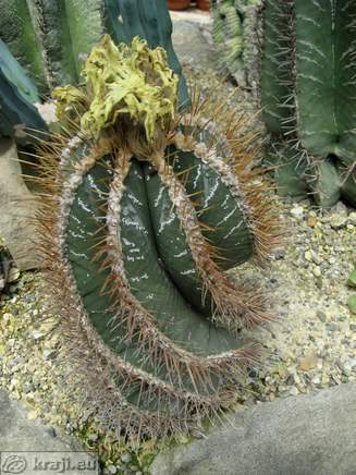 Kaktus z ovenelim cvetom