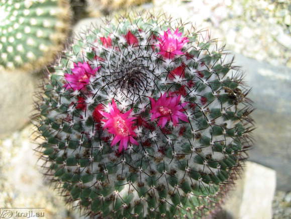 Vrt kaktusov <br> Kaktus s cvetovi