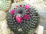Garden of cacti - Close view of cacti <br> Cactus with flowers 