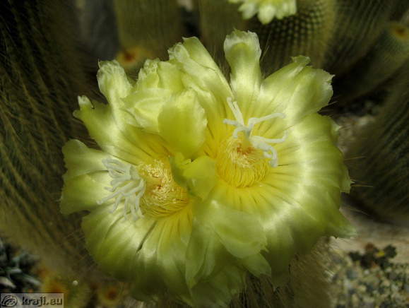 Kaktusi od blizu <br> Rumeni cvetovi