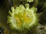 Garden of cacti - Close view of cacti <br> Yellow flowers 