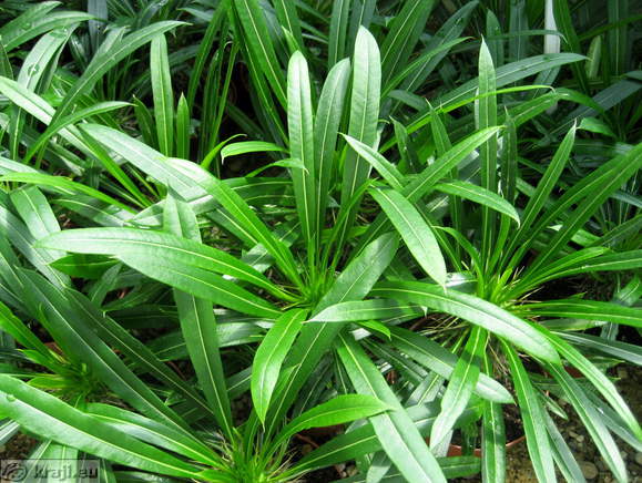 Palma Pahipodium Laimeri iz Madagaskarja