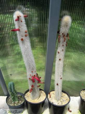 Kaktusi od blizu <br> Kaktus s cvetovi