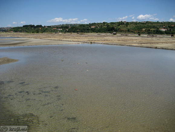 Salt-fields in Secovlje Salt-pans