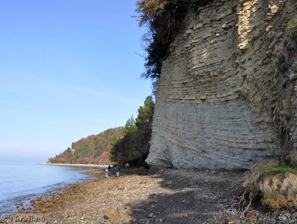 Flišni klif ob naravni obali
