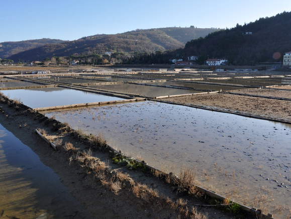 Pot ob Strunjanskih solinah