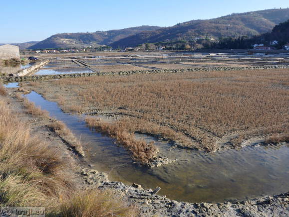 Strunjanske soline v Krajinskem parku Strunjan