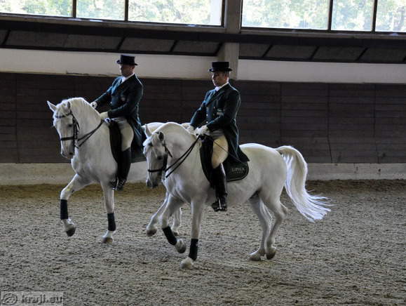 Lipizzans between presentation in Lipica
