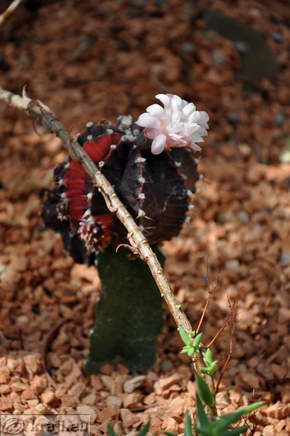 Cactus with the flower
