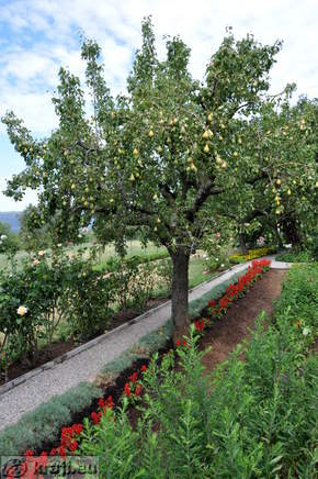 Garden in front of the home