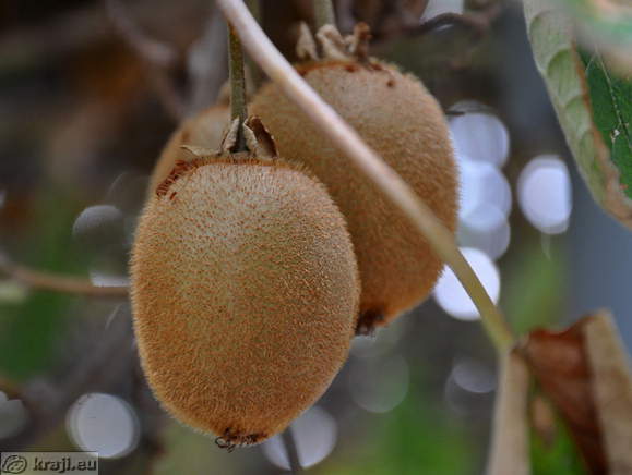 Kiwi