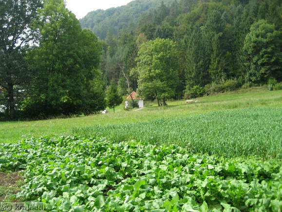 View of Manor's Water House from distance