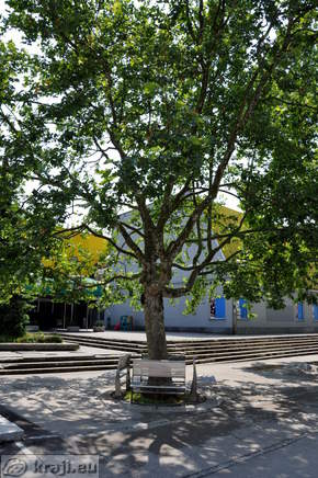Plane tree