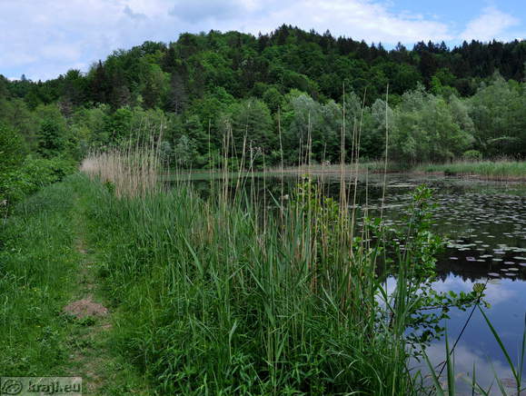 Stranska pot ob ribniku