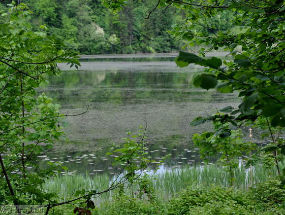 Veliki ribnik