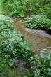 Last Pond - Drascica Stream 