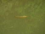 Last Pond - Fish 