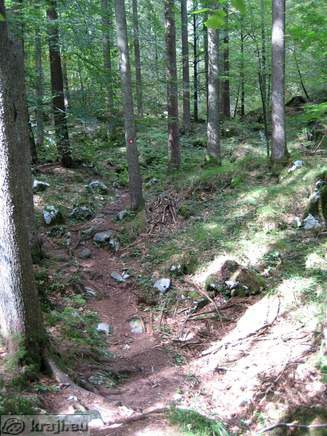 Footpath in the wood