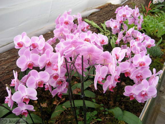Orhideje v Arboretumu Volčji Potok