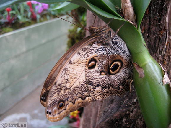 Metulj v okviru razstave orhidej
