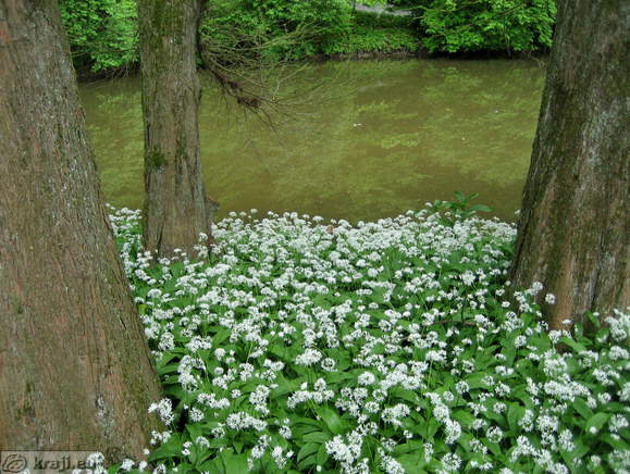 Cvetje ob Jezeru bele magnolije