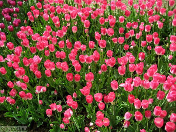 Tulipani v Arboretumu Volčji Potok