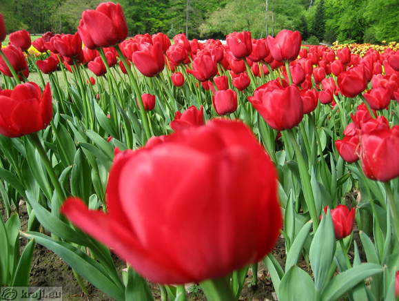 Tulipani v Arboretumu okrog maja