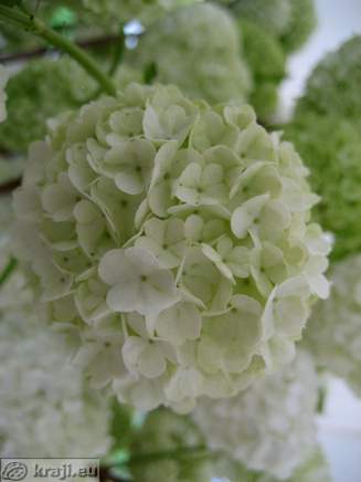 Cvetje v Arboretumu Volčji Potok