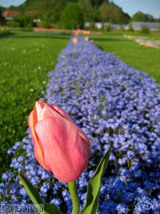 Polno tulipanov v Arboretumu