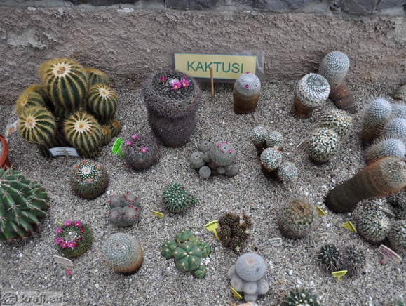 Cacti
