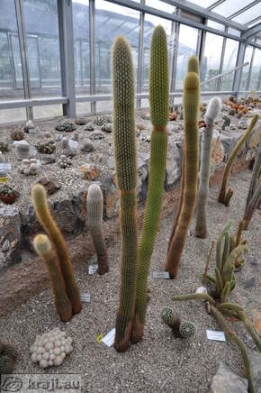 High cacti