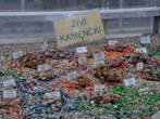 Razstava kaktusov - Živi kamenčki 